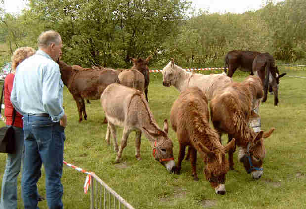 Eselpaddock auf dem Festgelnde