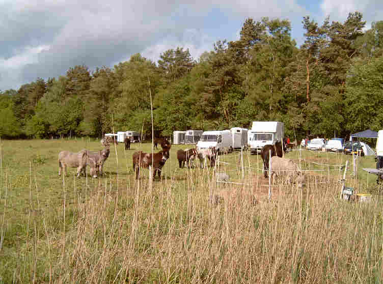 Der grosse Auslauf fr die Esel