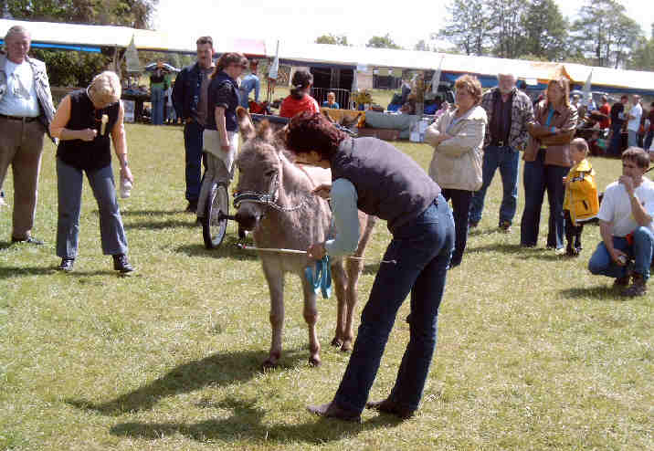 Bei der Eselvorfhrung