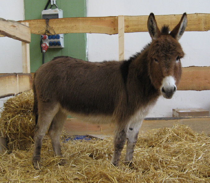 Mini Esel von Fam. Huibers