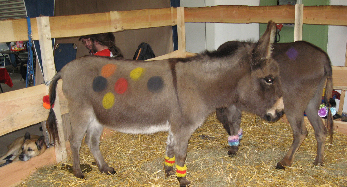 Zirkusesel von Judith