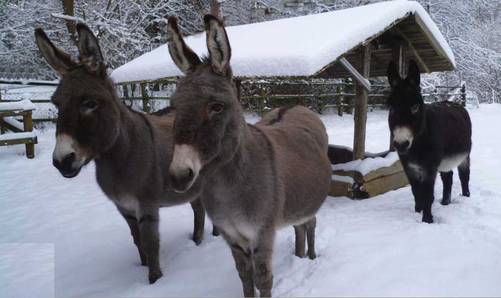 unsere Esel im Schnee