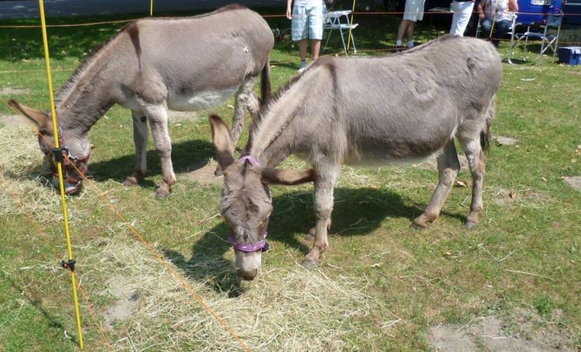 Hoeschpark 2011 Esel