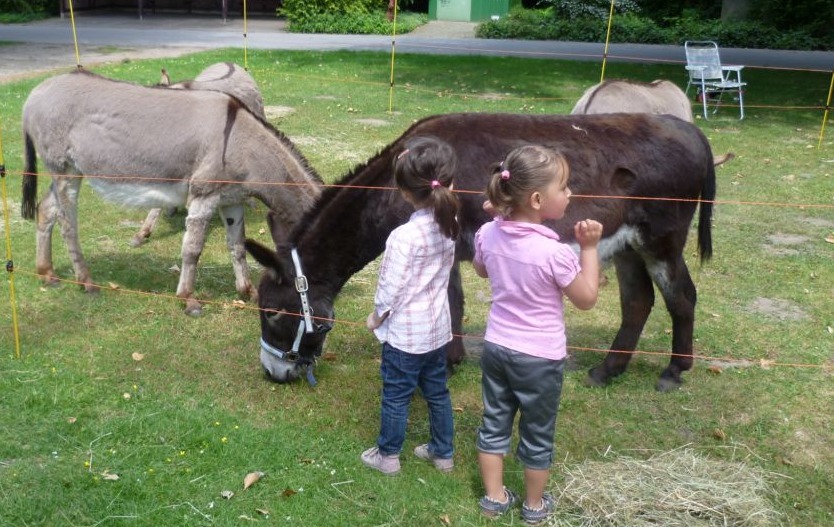 Hoeschpark 2011 Esel