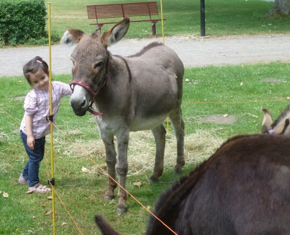 Hoeschpark 2011 Esel