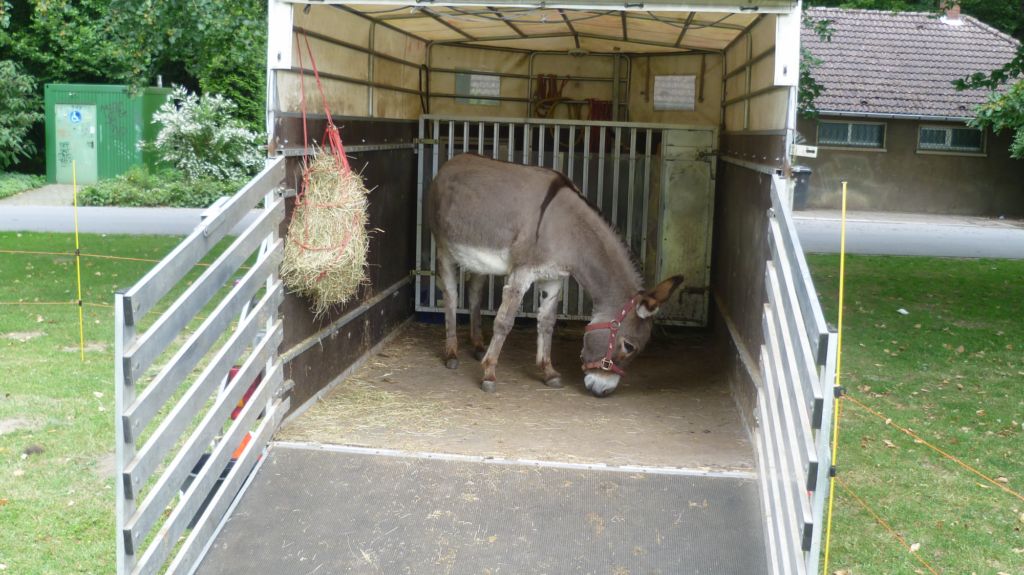 Hoeschpark 2011 Esel