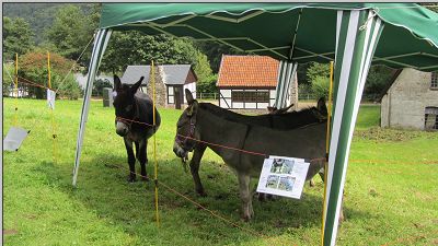Freilichtmuseum Hagen 2012