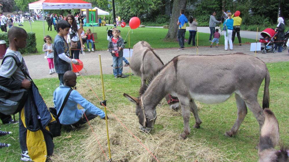 Esel-Ranch Wannebachtal auf dem Hoeschparkfest 2012