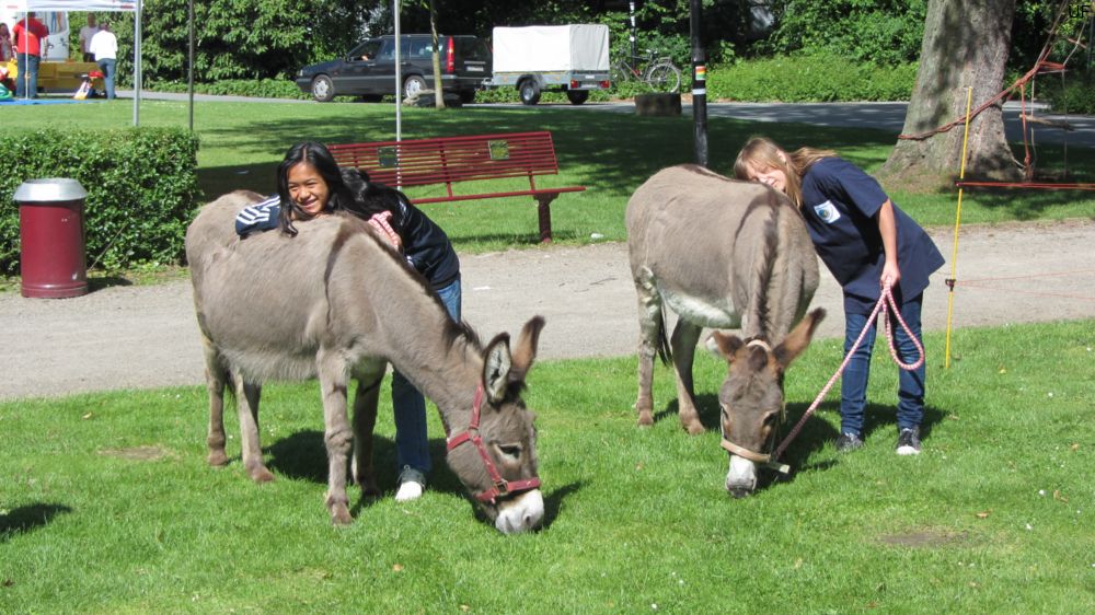 Esel-Ranch Wannebachtal auf dem Hoeschparkfest 2012