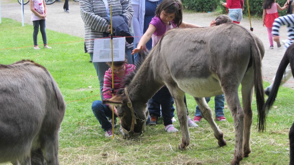 Esel-Ranch Wannebachtal auf dem Hoeschparkfest 2012