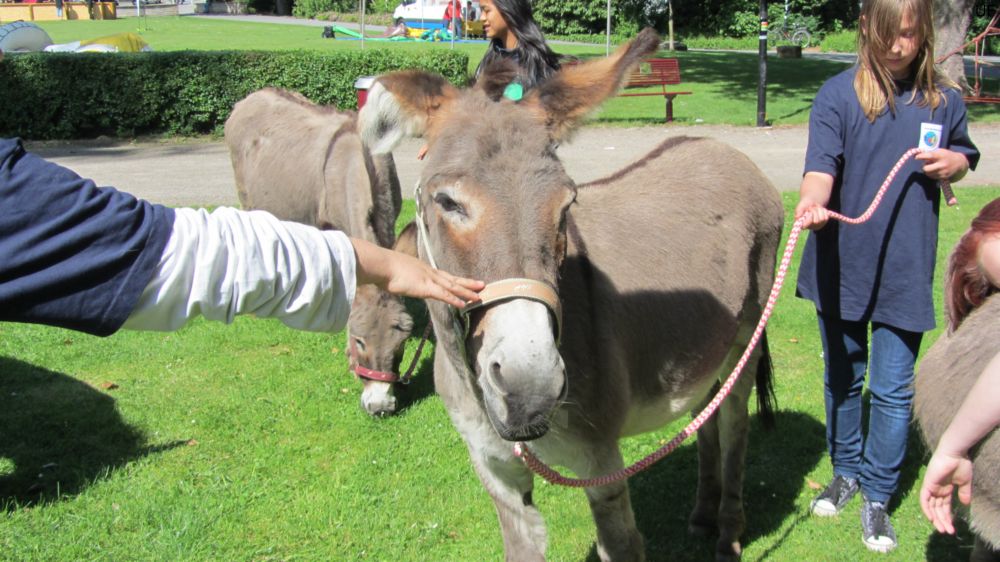 Esel-Ranch Wannebachtal auf dem Hoeschparkfest 2012
