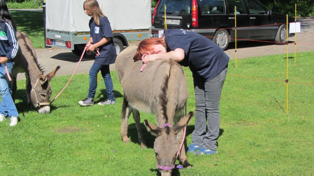 Esel-Ranch Wannebachtal auf dem Hoeschparkfest 2012