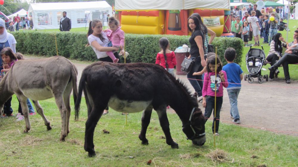 Esel-Ranch Wannebachtal auf dem Hoeschparkfest 2012