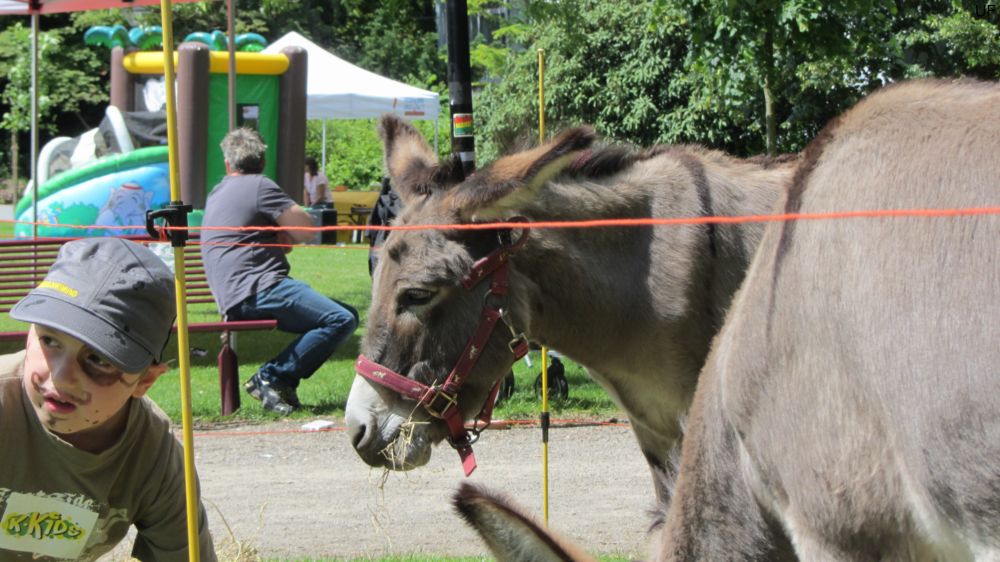Esel-Ranch Wannebachtal auf dem Hoeschparkfest 2012