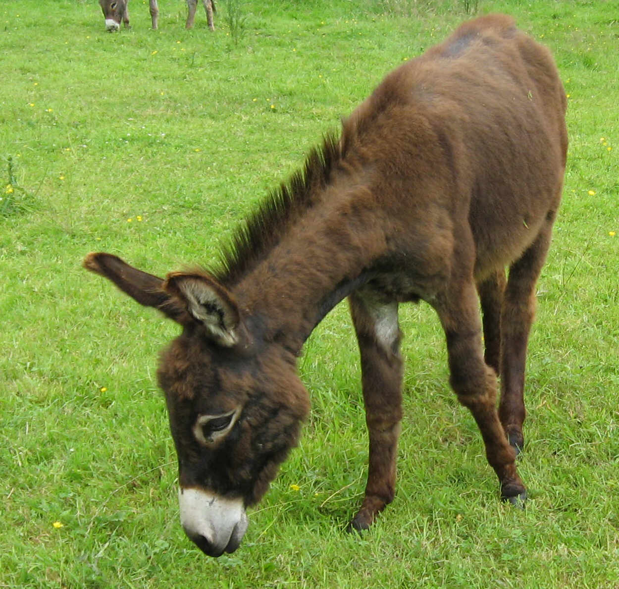 Ben im Jahre 2007, zu verkaufen