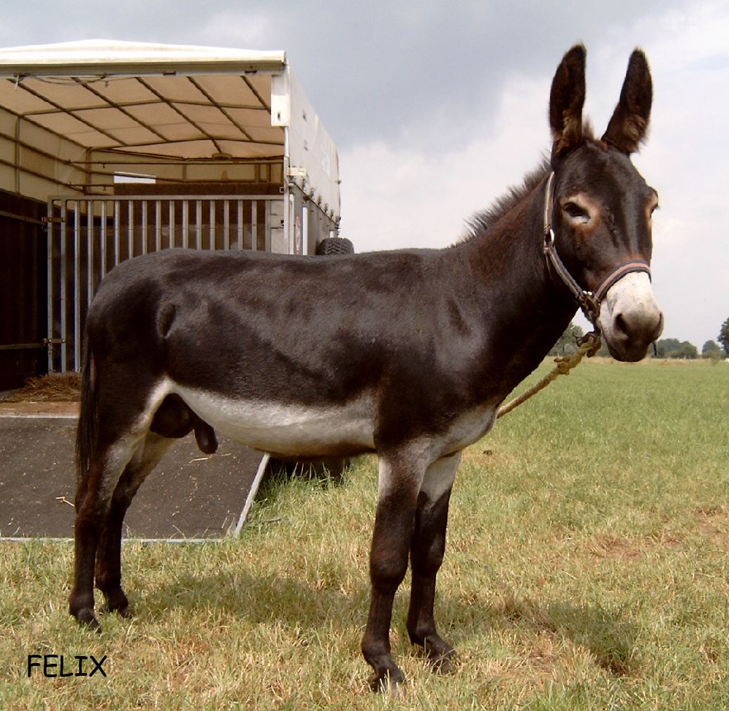Felix 2003