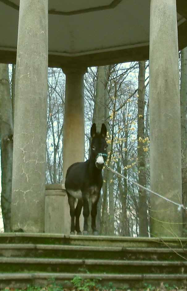 Felix in Witten