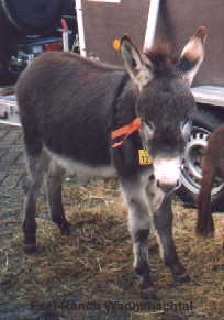 Prinz bei einer Krung