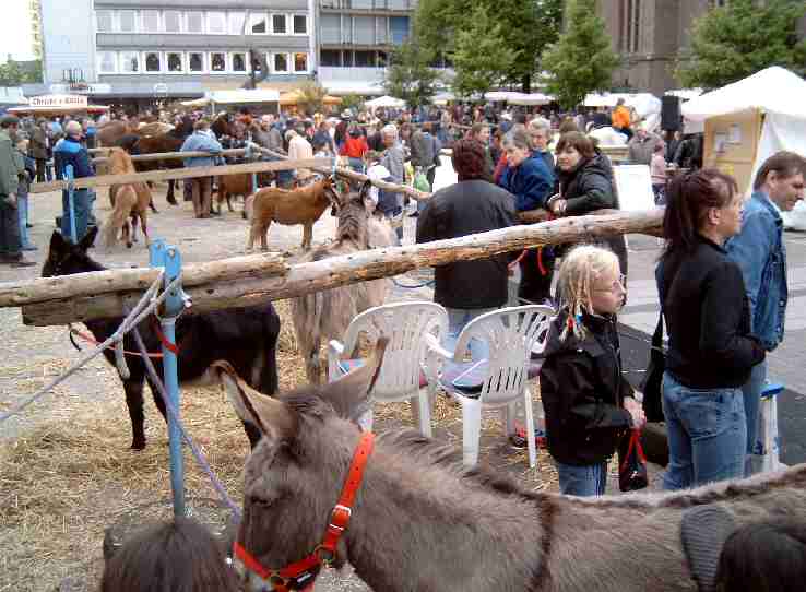 Hier geht es zum Pferdemarkt Bottrop, 8. Mai 2004