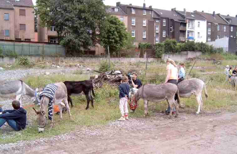 5.  Eselwanderung ber das Phoenixgelnde in Dortmund Hrde vom 4. bis 6. Juni 2004