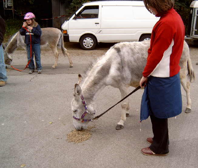 5.  Eselwanderung ber das Phoenixgelnde in Dortmund Hrde vom 4. bis 6. Juni 2004