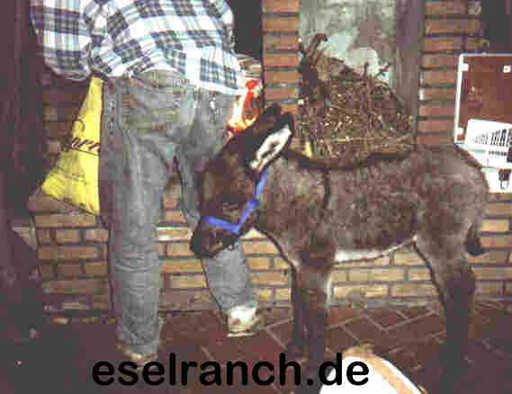 Macho aus der Terasse