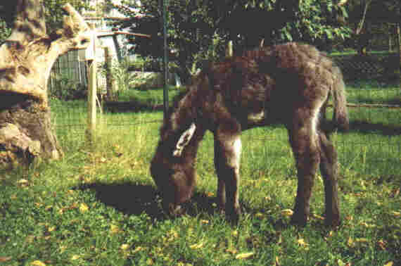 Macho im Garten zuhause